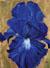 Blue Iris from the GAFC by Jan Polk