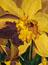 Yellow Daffodil from the GAFC by Jan POlk