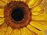 Sunflower from the GAFC by Jan Polk